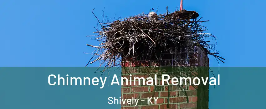 Chimney Animal Removal Shively - KY