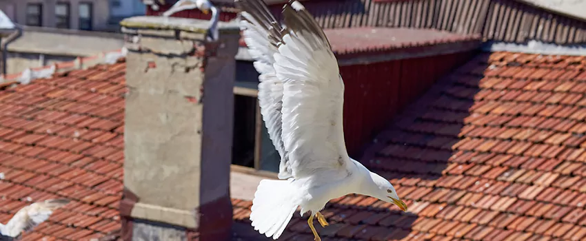 Residential Chimney Animal Removal Solution in Shively, KY