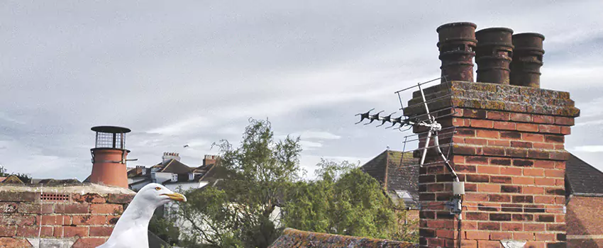 Chimney Cleaning And Restoration in Shively, Kentucky